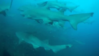 CaribSea Ship Wreck, Beaufort NC -7-6-2015