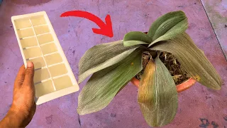 Weak orchids grow fast and bloom thanks to this magic trick