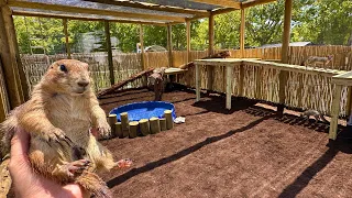 I Fed my Prairie Dog to Foxes (for enrichment)