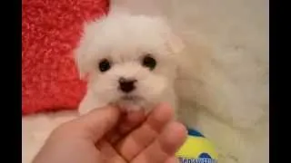 MALE BABY-FACE TEACUP MALTESE