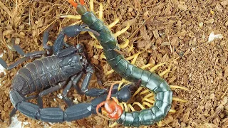 When the Grosphus grandidieri  scorpion meets the centipede, scorpion vs centipede 当黑金刚蝎遇见少棘蜈蚣