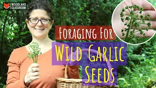 Foraging Wild Garlic Seeds