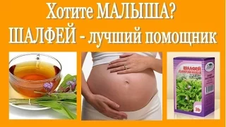 Не получается ЗАБЕРЕМЕНЕТЬ?  ШАЛФЕЙ - лучший помощник! Salvia (sage) - for pregnancy