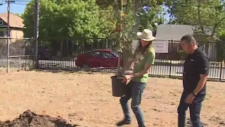 Sacramento Proposes Planting More Trees In Underserved Neighborhoods