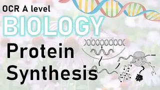 Protein Synthesis (transcription; translation) - A level Biology Revision | OCR, AQA, Edexcel