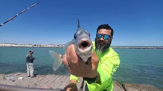 1/2 lb of fresh shrimp Sheepshead fishing packery channel what can go wrong most satisfying