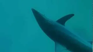 spinner shark.mp4