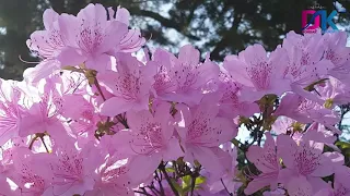 4K HDR Video – Beautiful Flower Garden , The Butchart Gardens