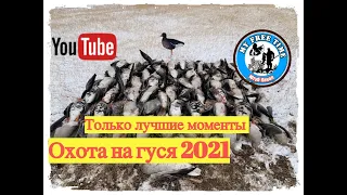 Охота на гуся 2021 Лучшие моменты! Только стрельба!