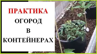 Огород в контейнерах. Тонкости выращивания.