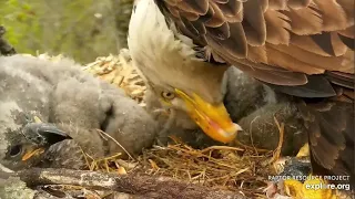 Decorah Eagles 5-2-20, 6 pm Another fish, another feeding