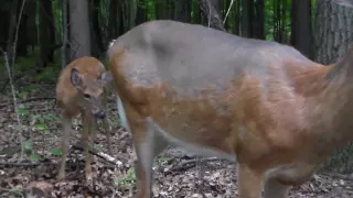 SWT Doe & her deer fawns (still nursing) 8-30-2016