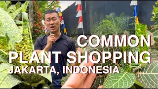 Affordable Plants Shopping at Jalan Taman Anggrek Ragunan | Jakarta Indonesia