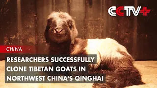 Researchers Successfully Clone Tibetan Goats in Northwest China's Qinghai