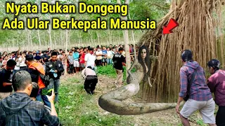 Ular Berkepala Manusia Bukan Dongeng|| Vidio Asli Bukan Setingan