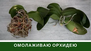 Омоложение Орхидеи  🌸 Как меня обманул ЦветкоFF Днепр отзыв  🌸 Как получить Детку на Пеньке