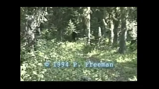 THE MOST REAL BIGFOOT FOOTAGE EVER (paul freeman footage)