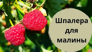 Шпалера для малины / Опора для малини