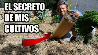 Alimento GRATIS 🌱 ||  Sistema del CARTÓN Y ACOLCHADO Paso a Paso