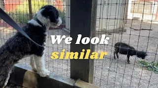 A Half Sheepdog Meets a Sheep for the First Time