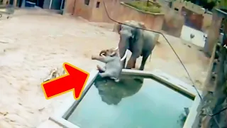 The baby elephant was thrown into the water tank by the male elephant, something unexpected happened