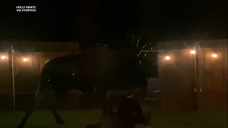 Moose fight smashes fence