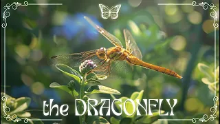 the DRAGONFLY | 4K Peaceful Nature Scene & Bird Sounds 🌿 Music for Relax/Sleep/Focus - #88