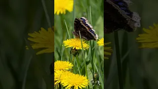 Mourning Cloak Butterfly