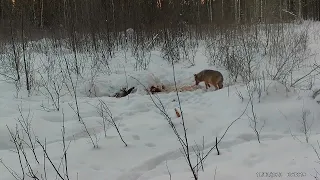 Волк. Днем пришёл на приваду. Фото и видео с фотоловушек Егерькам.