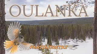 Pääsiäisen hiihtoretki Oulangan kansallispuistoon
