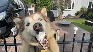 He Steals Baby's Ice Cream! Do Not Feed The Dog!!!