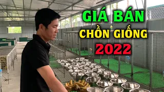 4 Bí Mật Của Người Chăn Nuôi Cầy Hương Lãi Hơn Chăn Nuôi Bò 3B Vỗ Béo Nhiều Lần