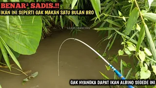 BRUTAL.!! MANCING NILEM BABON DI SELOKAN KECIL || STRIKE IKAN GANAS DAN IKAN NILA ALBINO BRO