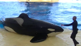 Orca Ocean (triple back dive) June 12 2019 - Loro Parque Spain