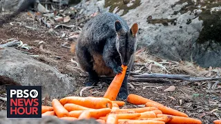 Wildlife experts rush to rescue Australian animals after bushfire crisis