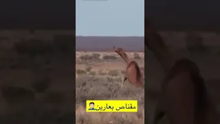 مقناص