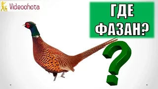 Где Искать Фазана на Охоте? Videoohota