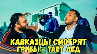 РЕАКЦИЯ КАВКАЗЦЕВ НА ГРИБЫ - ТАЕТ ЛЕД