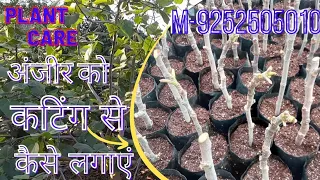 how to grow anjeer from cutting | अंजीर को कटिंग से कैसे लगाएं | plant care nursery