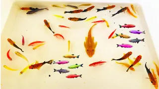 Most Amazing Catch Colorful Ornamental Fish, Axolotl, Turtle, Radtang, Koi, Tetra, Spadefish, Angel