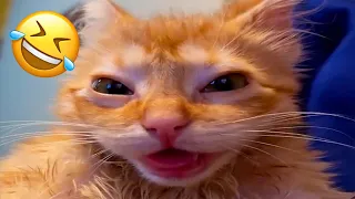 Cats Super Funny video compilation😹Best Funniest Animal Videos 2024