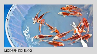 Modern Koi Blog #5023 - So finden Sie den besseren Tosai Kujaku