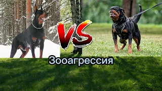 Ротвейлер или доберман? Кто сильнее? Кто лучше?