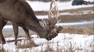 Hokkaido Sika Deer with dead deer head （絡み角のエゾシカ・野付半島）｜西遊旅行