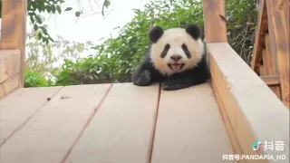 Watch cute giant pandas have fun sliding down a slide!