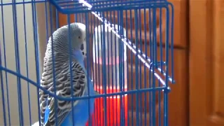 Говорящий волнистый попугай Кеша и Кот Барсик||Кешка разговаривает||Прикольный попугай
