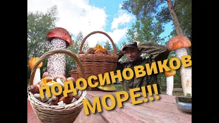 Подосиновиков МОРЕ!!!