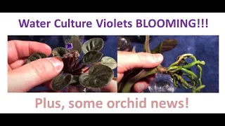 Water Culture Violets BLOOMING!!!  Plus, Some Orchid News!