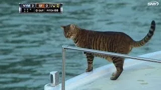 NYM@SF: A cat roams around a boat in McCovey Cove