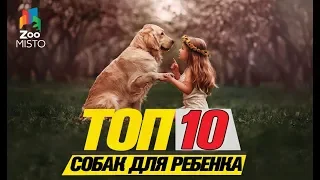 Топ 10 пород собак для ребенкаTop 10 dog breeds for a child